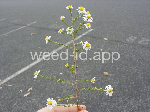 aster, white prairie
